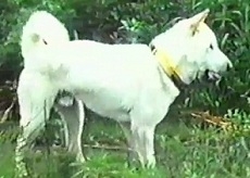 Originál vs Dabing: Goro, bílý pes - znělka 
