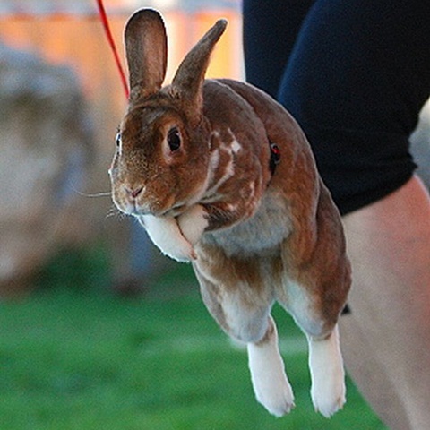 hop