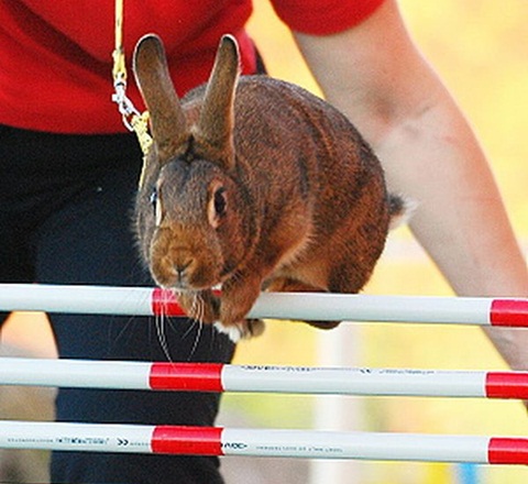 hop